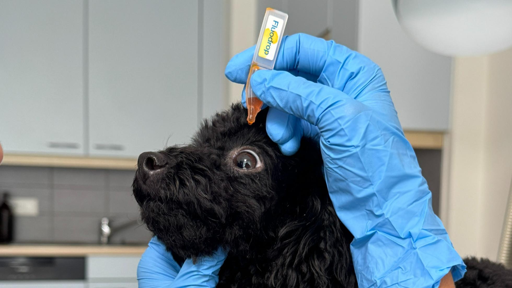 consultation-veterinaire-chiens